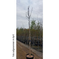 Feige Steirerfeige Hochstamm 10/12