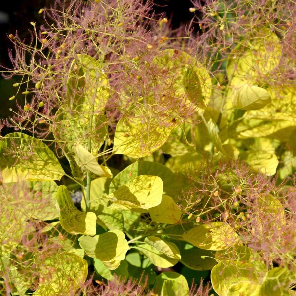 Goldgelber Perückenstrauch Golden Spirit® 50-60cm C3