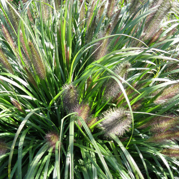 Federborstengras Moudry