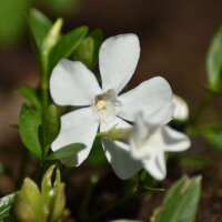 Weißes Immergrün Alba P0,5