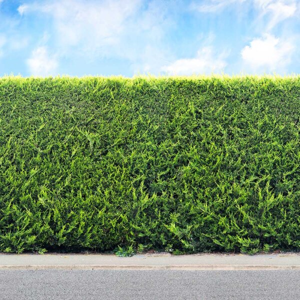 Thuja Brabant 60-70cm im 3l Topf