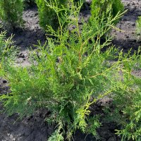 Thuja Brabant 60-70cm im 3l Topf