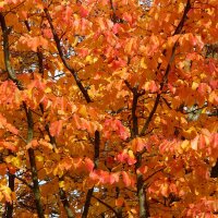 Persischer Eisenholzbaum mehrstämmig 300-350cm im Co