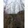 Persischer Eisenholzbaum mehrstämmig 300-350cm im Co