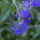 Bartblume 3l Co