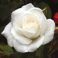 Strauchrose Schneewittchen C5