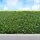 Thuja Brabant 175-200cm am Ballen