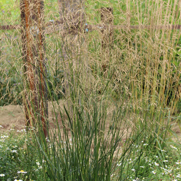 Waldschmiele P1
