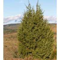 Echter Wacholder 60-80cm C3