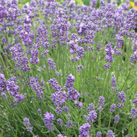 Echter Lavendel Essence Purple  NEUHEIT!