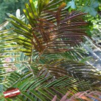Rotblättriger Seidenbaum Evey`s Pride | Stammhöhe 150cm im C12