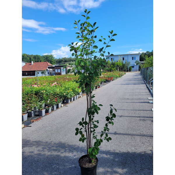 Gewöhnliche Felsenbirne mehrstämmig 125-150cm C35