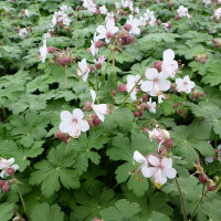 Geranium macrorrhizum Spessart P0,5