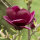 Magnolie rot Genie® 80-100cm