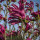 Magnolie purpurrot Susan 80-100cm