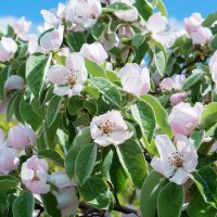 Quitte Bereczki - Birnenquitte Halbstamm im Topf